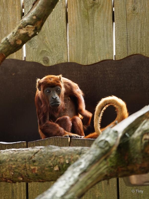 bdFoto 21.JPG - Apenheul